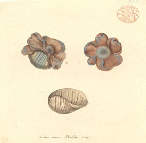Mollusca Collection: Hydatina physis, rose-petal bubble shell