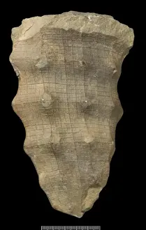 North American Prints: Hydnoceras, a hexactinellid sponge