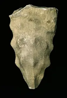 Phanerozoic Prints: Hydnoceras tuberosum, fossil glass sponge