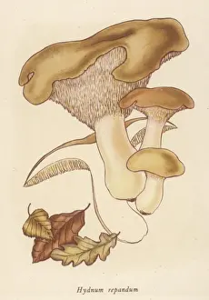 Hydnum Repandum