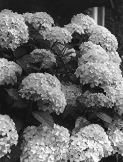 Hydrangea Collection: Hydrangea Blooms