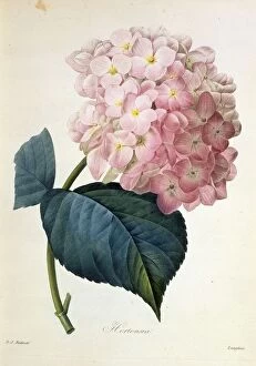 Flora Collection: Hydrangea hortensis, French hydrangea