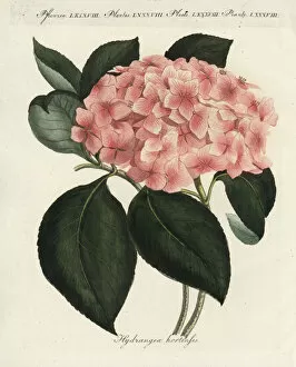 Friedrich Collection: Hydrangea, Hydrangea hortensia