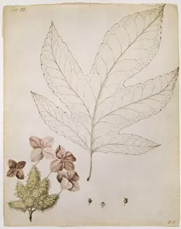Hydrangea Collection: Hydrangea quercifolia, oak-leaf hydrange