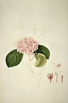 Hydrangea Collection: Hydrangea sp. hydrangea