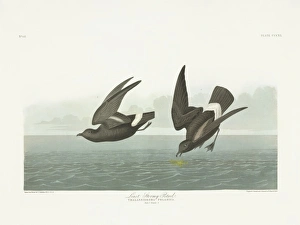 Seabird Gallery: Hydrobates pelagicus, European storm petrel