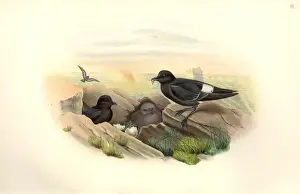Hydrobates pelagicus, European storm petrel
