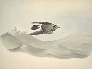 Seabird Gallery: Hydrobates pleagicus, European storm petrel