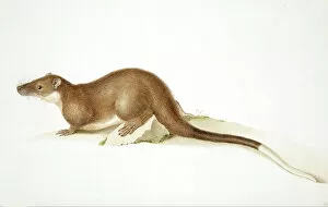 Mammal Gallery: Hydromys chrysogaster, water rat