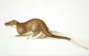 Aquatic Gallery: Hydromys chrysogaster, water rat