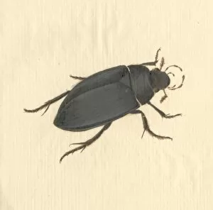 Beetles Collection: Hydrophilus piceus, great silver water beetle