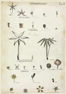 Sapindales Prints: Hydrophyllum, Galuania, Fereiria, Cardiospermum, Correia