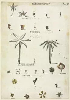Sapindales Collection: Hydrophyllum, Galuania, Fereiria, Cardiospermum, Correia