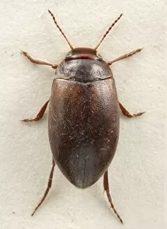 Arthropoda Collection: Hydroporus rufifrons, diving beetle