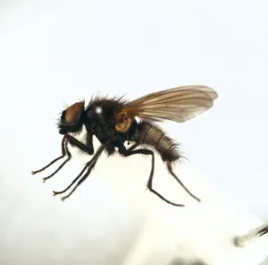 Pinned Prints: Hydrotaea irritans, head fly