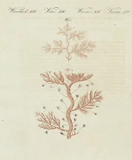12 Volume Prints: Hydrozoan species, Campanularia volubilis