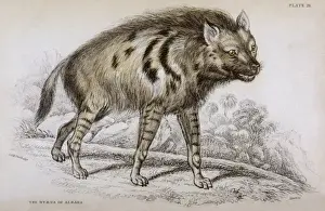 Hyena of Albara 1840