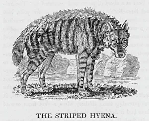 1790 Collection: Hyena (Bewick)