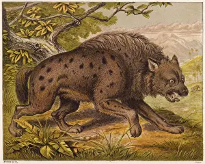 Hyena Prints: Hyena (Kronheim)