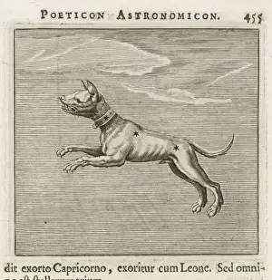Hyginus / Canis Minor