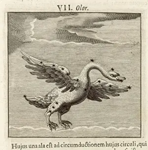 1681 Prints: Hyginus / Olor
