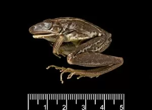 Neobatrachia Gallery: Hyla nasuta, rocket frog