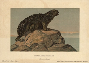 Tiere Gallery: Hylaeosaurus, extinct genus of herbivore from the Cretaceous
