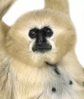 Arboreal Gallery: Hylobates concolor, crested gibbon