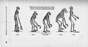 Ancestor Gallery: Hylobates sp. Pongo pygmaeus, Pan troglodytes, Gorilla gori
