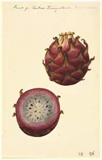 Reeves Prints: Hylocereus triangularis, pitahaya fruit