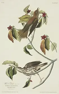 Hylocichla mustelina, wood thrush