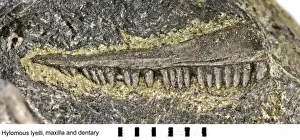 Palaeo Prints: Hylomous lyelli