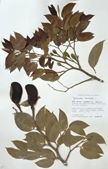 Fabaceae Prints: Hymenaea courbaril, jatoba tree