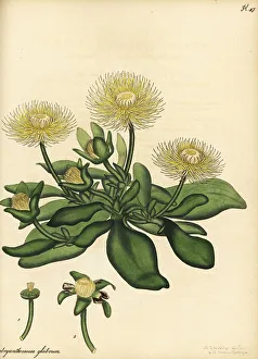 Henry Andrews Prints: Hymenogyne glabra, native to South Africa