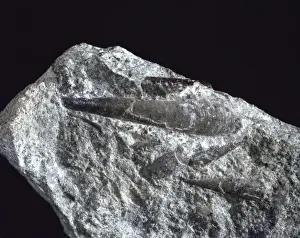 Elongated Prints: Hyolithes, primitive mollusc