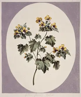 Hyoscyamus aureus, golden flowered henbane