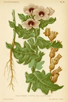 Hyoscyamus Niger