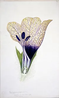 Asterid Gallery: Hyoscyamus niger, black henbane