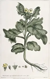 Solanales Prints: Hyoscyamus niger, henbane