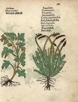 Hypecoum procumbens and swineweed, Coronopus squamatus