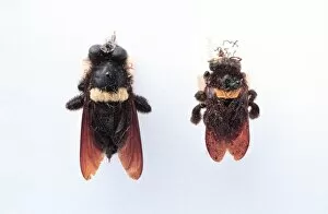 Hyperechia nigripennis, robber fly