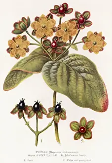 Hypericum Androsaemum