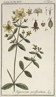 Hypericum perforatum, St. Johns wort