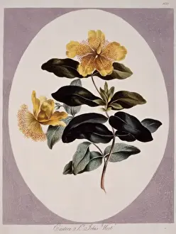 Hypericum perforatum, St. Johnswort