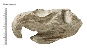 Hyperodapedon