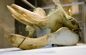 Hyperoodon ampullatus, northern bottlenose whale