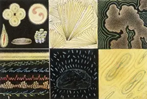 Hypnagogic Images