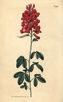 Purpurea Prints: Hypocalyptus coluteoides