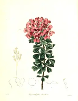 Hypocalyptus sophoroides