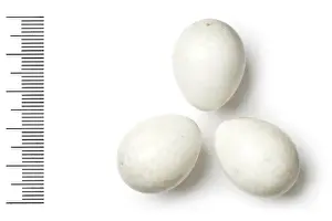 Eggshell Prints: Hypocolius ampelinus, grey hypocolius